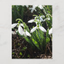 Suche nach frühlings blumen postkarten Hübsch