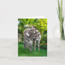 Suche nach stute und fohlen postkarten Natur