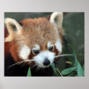 Suche nach roter panda poster Umwelt