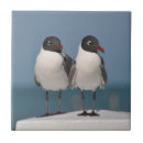 Suche nach seevögel fliesen Möwen