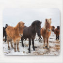 Suche nach isländisches pferd mousepads Superstock