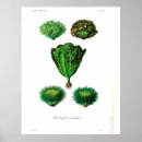 Suche nach vegetarian poster Veggie