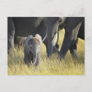 Suche nach nairobi poster Elefant