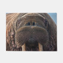 Suche nach pinniped Meeresflora und fauna