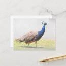 Suche nach schöner pfau postkarten Vogel