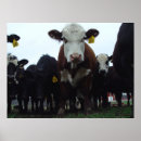 Suche nach salamander poster Fotografie