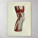 Suche nach knie poster Anatomie
