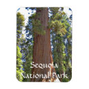 Suche nach sequoia magnete Natur