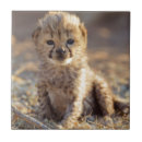 Suche nach junges tier fliesen Grenze danita