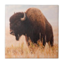 Suche nach bison fliesen Kalb