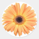 Suche nach orange gerbera aufkleber Gelb