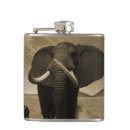 Suche nach gefährdet flachmänner Erhaltung