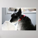 Suche nach schnauzer hunde poster Miniaturschnauzer