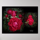 Suche nach doppel poster Rose
