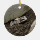 Suche nach fröschen ornamente Amphibie