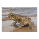 Suche nach reptil poster Sitzung