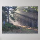 Suche nach lichtstrahl poster Wald