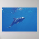 Suche nach lebensraum poster Natur