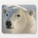 Suche nach eisbären mousepads Churchill