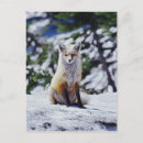 Suche nach fuchs im schnee postkarten Rotfuchs