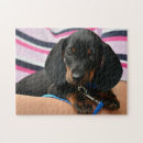 Suche nach dachshund puzzle Hundefoto