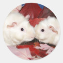 Suche nach meerschweinchen aufkleber Guinea