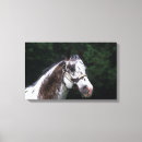 Suche nach appaloosa leinwandbilder Headshot