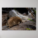 Suche nach echidna poster Tier