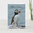 Suche nach puffin karten Vögel