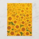 Suche nach orange sonnenblume postkarten Für sie