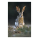 Suche nach wirbeltiere poster Tag