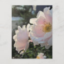 Suche nach modische postkarten Rose