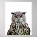 Suche nach kuckuck poster Tier