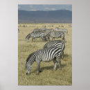 Suche nach zebras kunst Safari