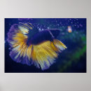 Suche nach betta splendens poster Aquarium