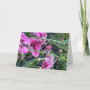 Suche nach dianthus karten Rosa
