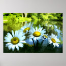 Suche nach leucanthemum Marguerit