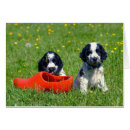 Suche nach cockerspaniel postkarten Spaniels