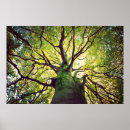 Suche nach baum wurzeln poster Holz