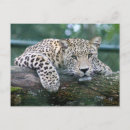 Suche nach leoparden postkarten Große katze