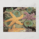 Suche nach anemonen postkarten Seeanemon