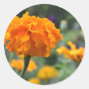 Suche nach orange blume aufkleber Pflanze