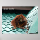 Suche nach orangutan poster Borneo