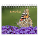 Suche nach schmetterlinge kalender Schwalbenschwanz