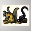 Suche nach eichhörnchen poster Illustration