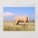 Suche nach palomino postkarten Pferd