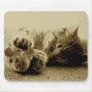 Suche nach miezekatze mousepads Tiere