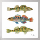 Suche nach frischwasser poster Fische