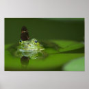 Suche nach frosch poster Schmetterling