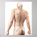 Suche nach menschliche knochen poster Illustration